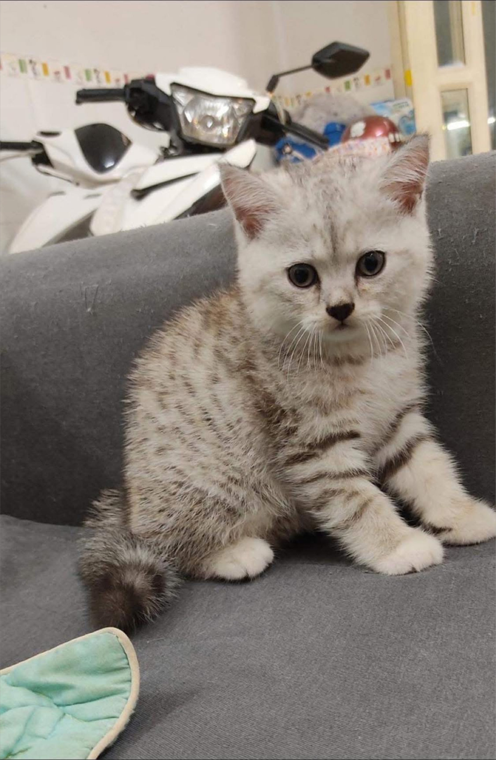 Shiro