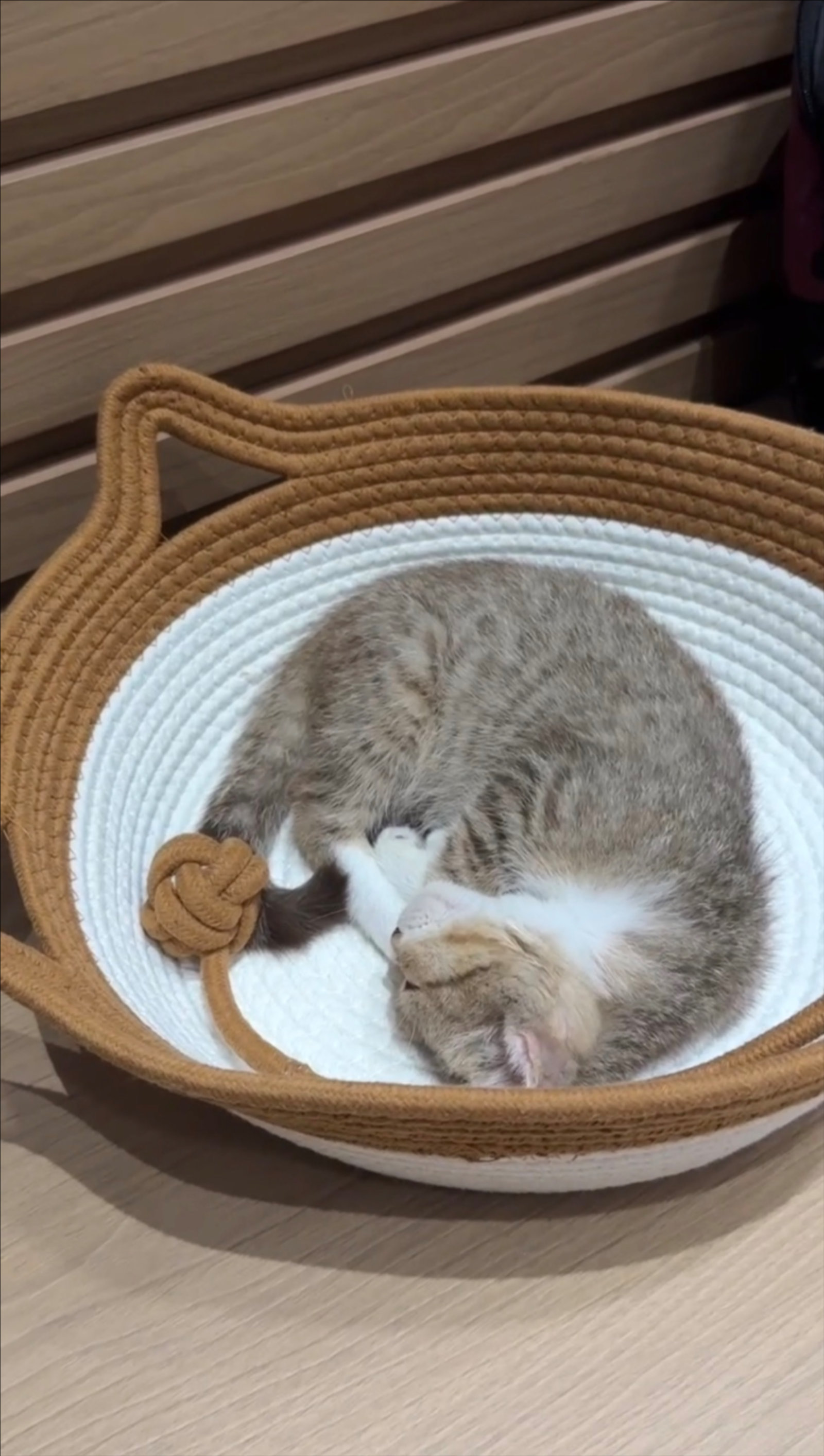 Clubpets Thú cưng của tháng