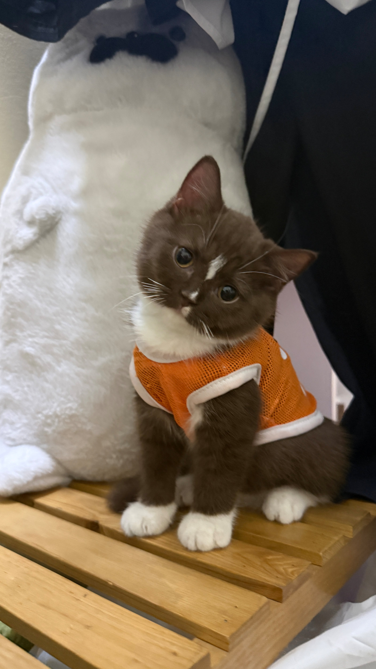 Clubpets Thú cưng của tháng