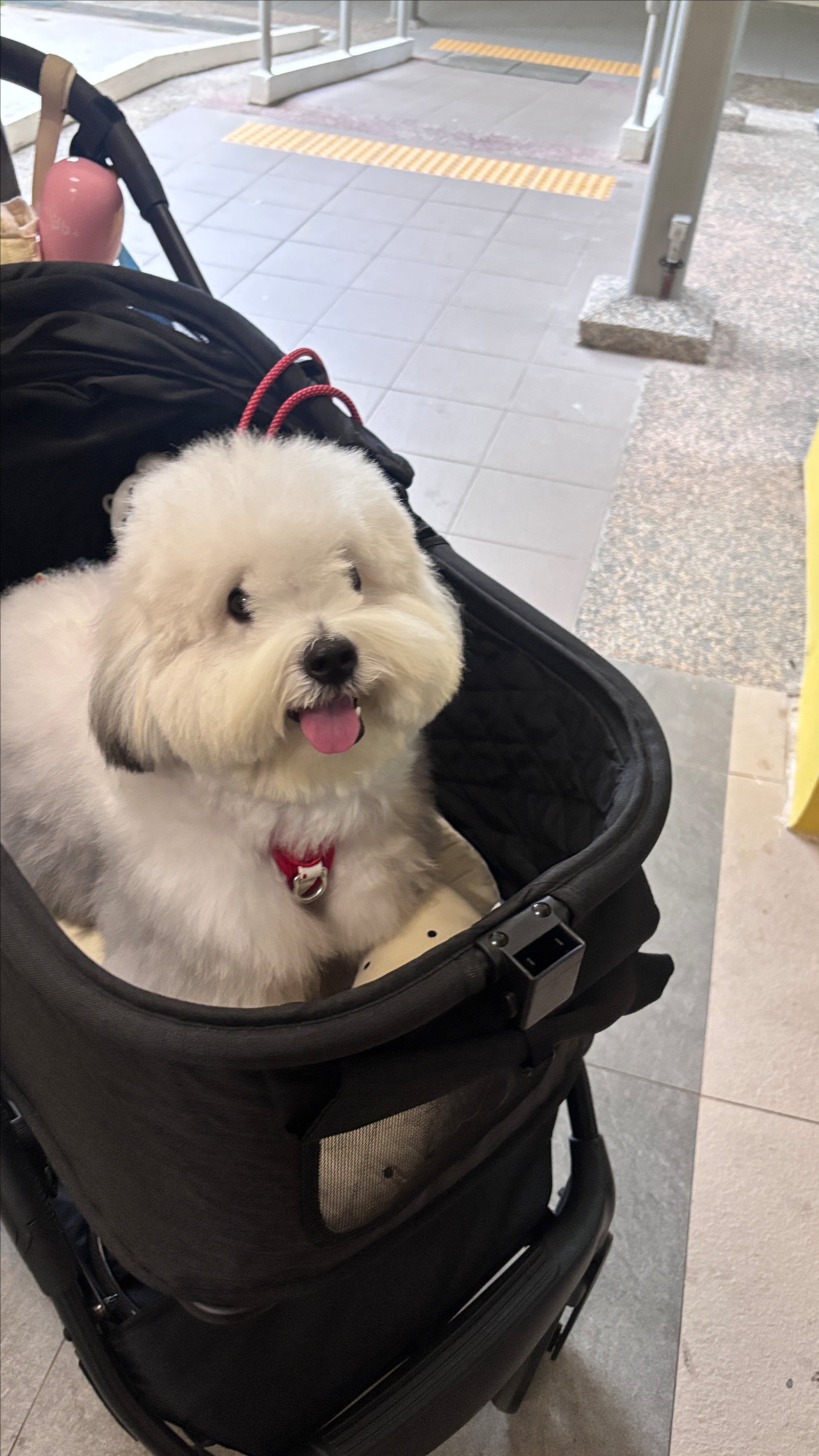 Clubpets Pet of the Month