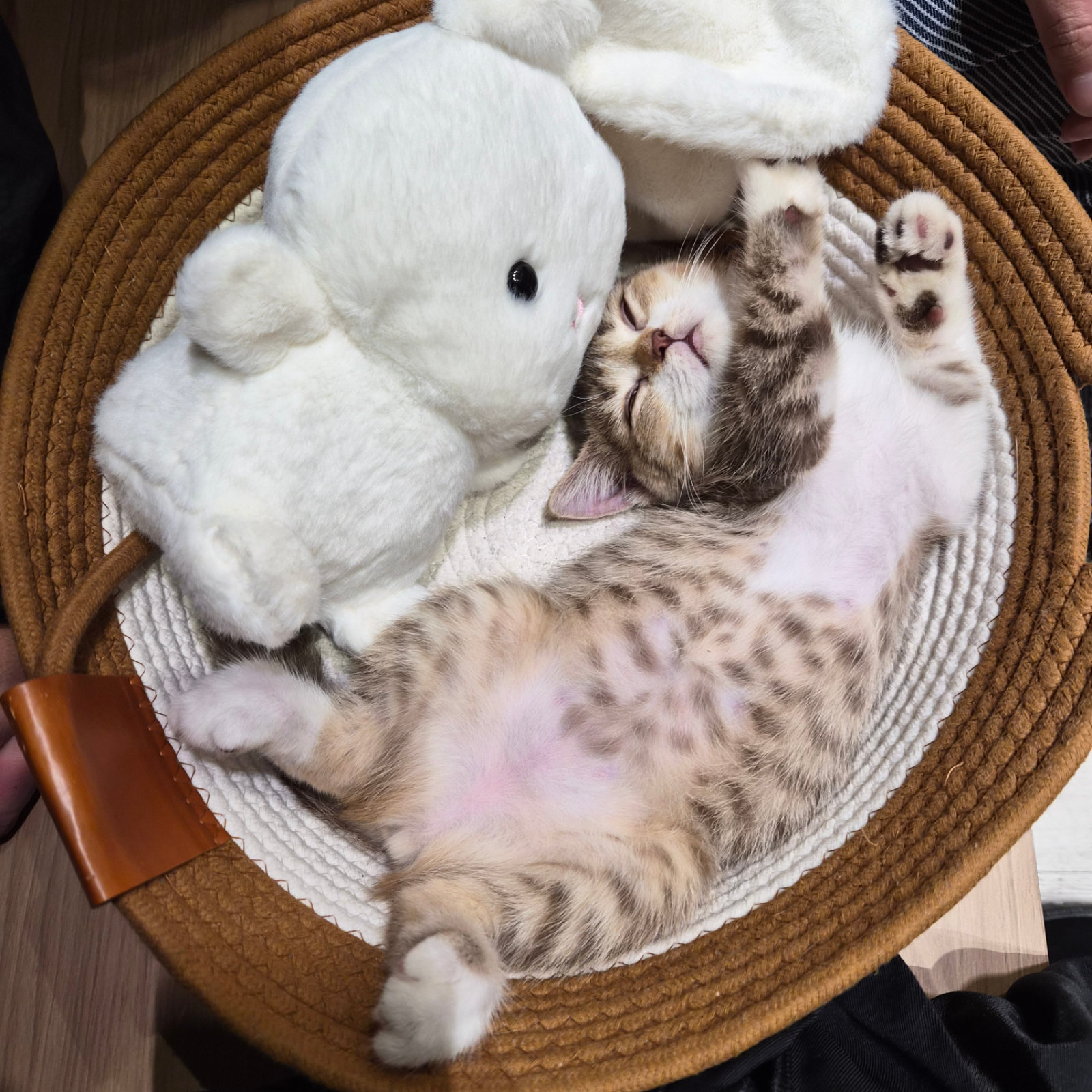 Clubpets Thú cưng của tháng