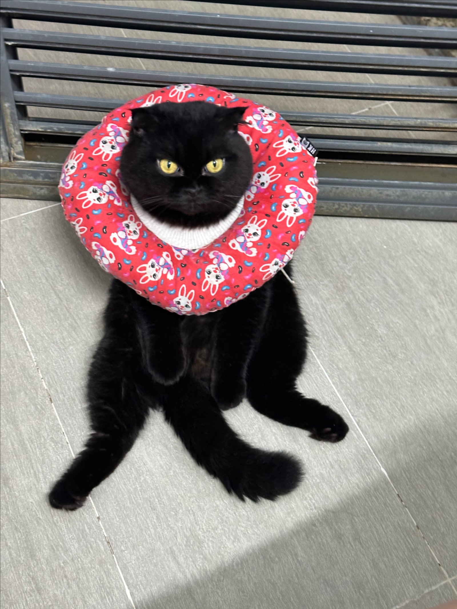 Clubpets Thú cưng của tháng