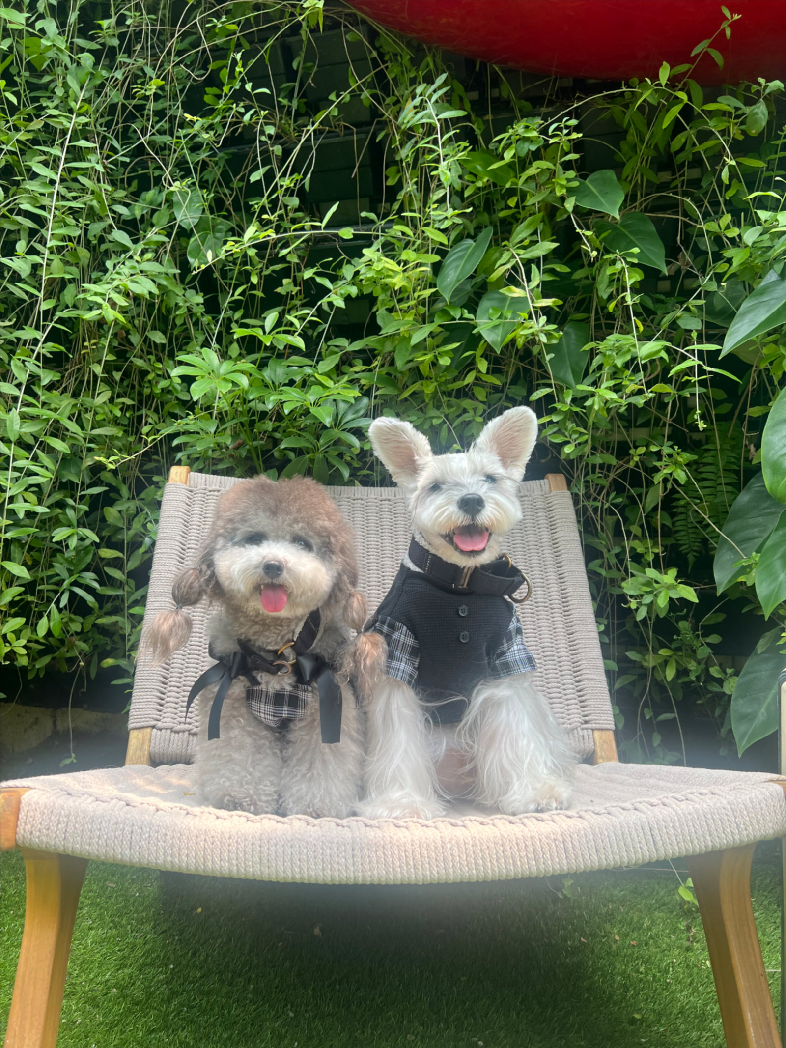 Xin chào! Chúng mình là Sugar và Soda. Rất vui được gặp bạn! 🐶❤